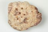 Fossil Phytosaur Scute - New Mexico #192679-1